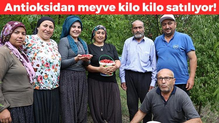 Kurak topraklarda tam zamanı Toroslarda hasadı başladı: C vitamini kralı, kolesterolü yere çakıp damarları genişletiyor