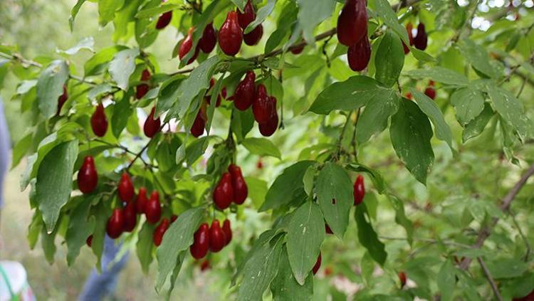 Kurak topraklarda tam zamanı Toroslarda hasadı başladı: C vitamini kralı, kolesterolü yere çakıp damarları genişletiyor