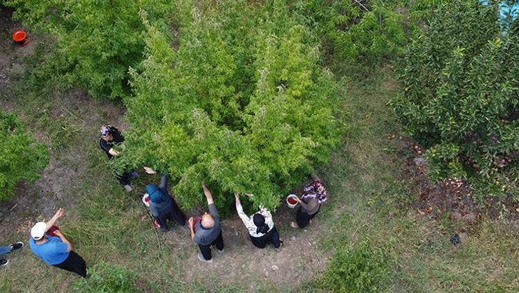 Kurak topraklarda tam zamanı Toroslarda hasadı başladı: C vitamini kralı, kolesterolü yere çakıp damarları genişletiyor