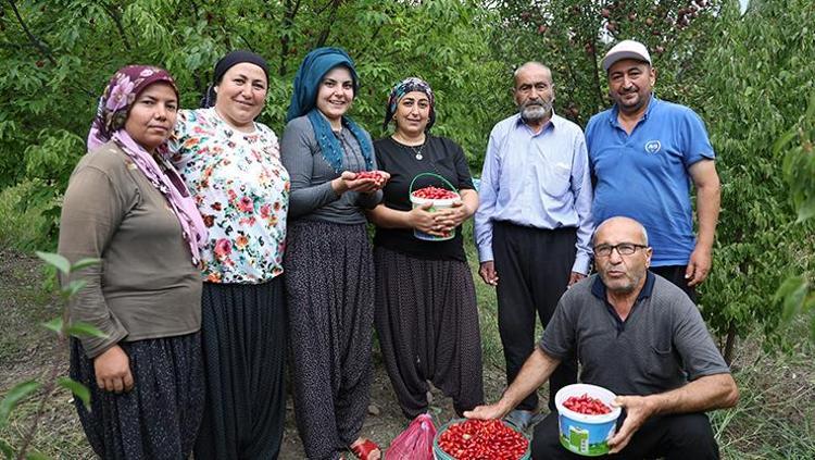 KIZILCIK KİRAZIN FAYDALARI NELERDİR
