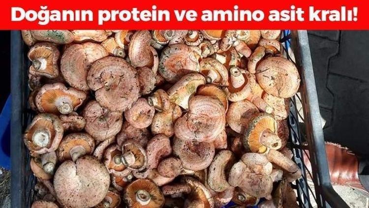 Karabükten İtalya ve İspanyaya kapış kapış satılıyor Kilosu 250 TL: Doğanın protein kralı İltihabın kökünü kurutup kolesterolü sıfırlıyor