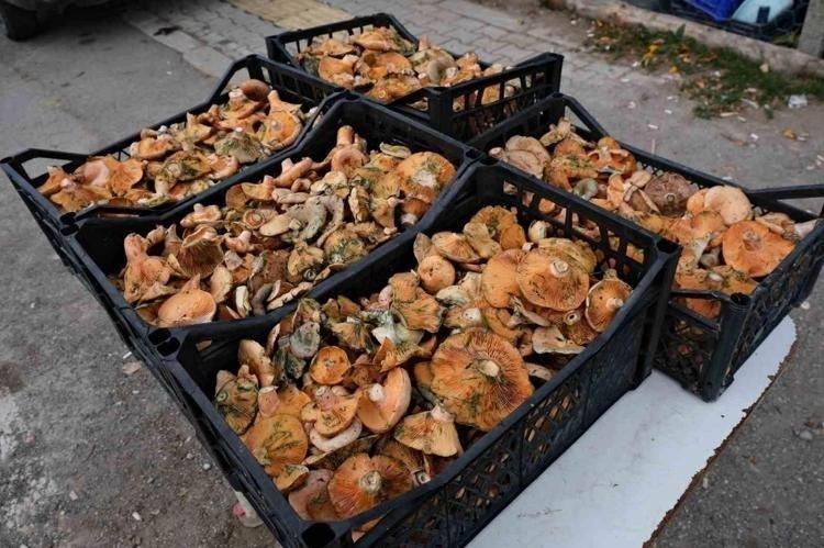 Karabükten İtalya ve İspanyaya kapış kapış satılıyor Kilosu 250 TL: Doğanın protein kralı İltihabın kökünü kurutup kolesterolü sıfırlıyor