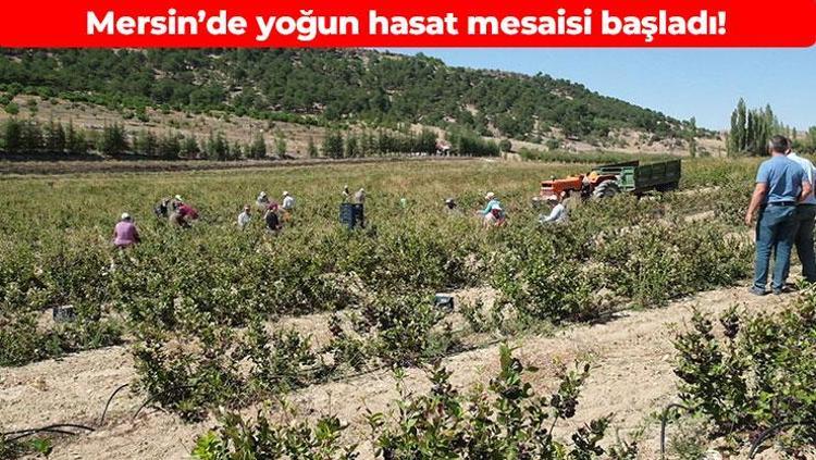 Süper meyvenin hasadı başladı -35 dereceye dayanabiliyor: Damar tıkanıklığını önleyip pıhtı oluşumunu engelliyor