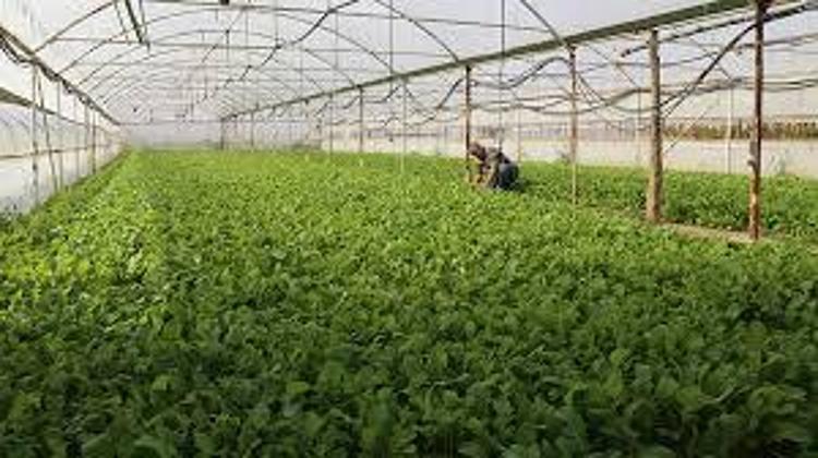 ROKA SALATASI TARİFİ