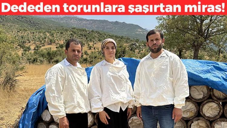 Dededen toruna miras kaldı 3 kuşaktır bu işi yapıyorlar: Faydaları say say bitmiyor, vücuda vitamin yükleyip kolesterolün kökünü kurutuyor