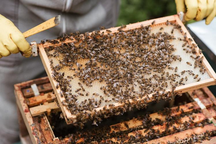 Dededen toruna miras kaldı 3 kuşaktır bu işi yapıyorlar: Faydaları say say bitmiyor, vücuda vitamin yükleyip kolesterolün kökünü kurutuyor