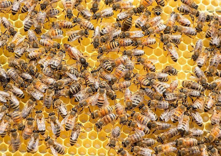 Dededen toruna miras kaldı 3 kuşaktır bu işi yapıyorlar: Faydaları say say bitmiyor, vücuda vitamin yükleyip kolesterolün kökünü kurutuyor
