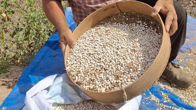 Adana'nın tescilli lezzeti! Kaşık kaşık yiyince kolesterolü damardan kazıyor! Demir, magnezyum ve çinko depolarını fulleyip kemikleri beton gibi yapıyor - Yemek Tarifleri