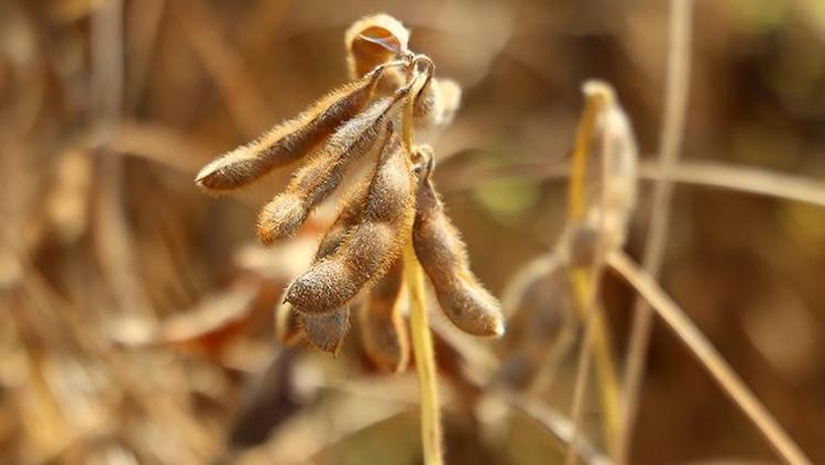 SOYA FAUSLYESİNİN FAYDALARI NELERDİR