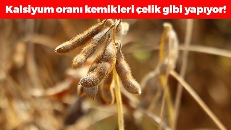 Adanada hasadı başladı Kilosu 14 TL: Protein ve kalsiyumda inek sütünü solluyor Doğal şeker ilacı, Japonların da favorisi