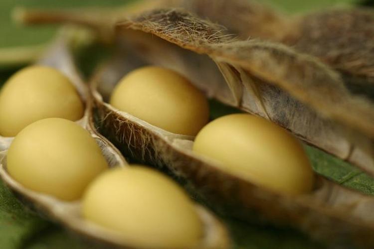 Adanada hasadı başladı Kilosu 14 TL: Protein ve kalsiyumda inek sütünü solluyor Doğal şeker ilacı, Japonların da favorisi