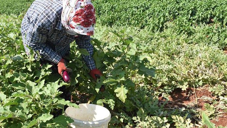 Bu yemek sigarayı bıraktırıyor Haftada 2 gün pişirin: Doğal nikotin ihtiyacını karşılıyor, tütün ve sigarayı bırakmaya yardımcı olduğu söyleniyor