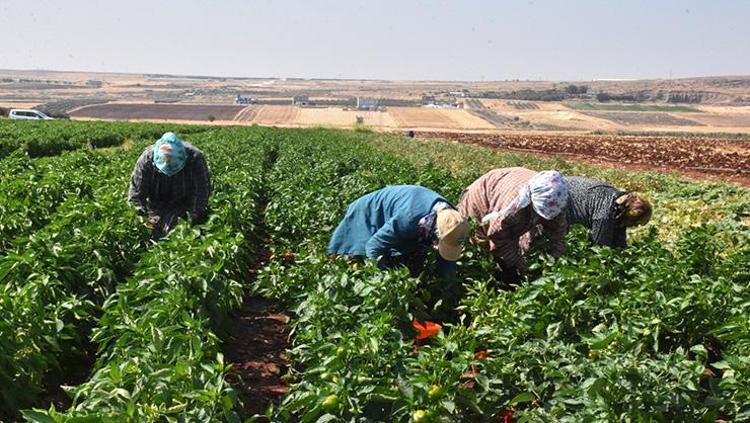 PATLICAN SİGARAYI BIRAKMAYA YARDIMCI OLUR MU