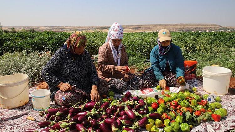 KİLO VERMEYİ KOLAYLAŞTIRIR YAĞLARI CAYIR CAYIR YAKAR