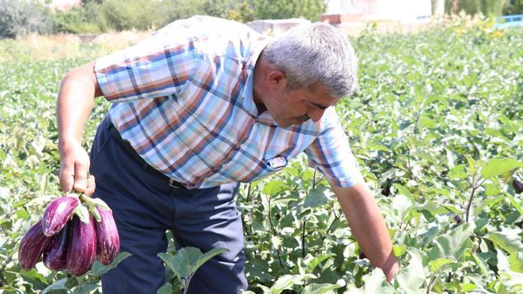 Bu yemek sigarayı bıraktırıyor Haftada 2 gün pişirin: Doğal nikotin ihtiyacını karşılıyor, tütün ve sigarayı bırakmaya yardımcı olduğu söyleniyor