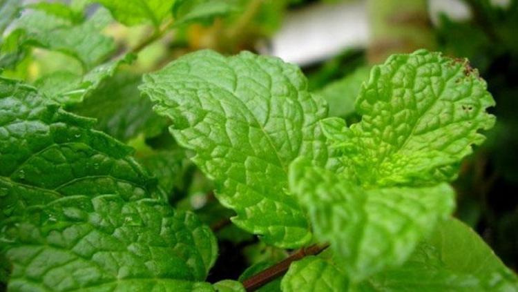 Dudağa dolgu görünümü veriyor Kuru ve çatlak görünüme son veriyor: Ölü derileri kazıyıp atıyor, çekici görünüm kazandırıyor, yüzde 100 doğal nemlendirici