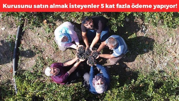 Ata topraklarında yetişiyor Kilosu 200 TL: Günde 20 tane tüketin, C vitamini kralı, kemikleri beton gibi yapıyor, vitamin ilaçlarını çöpe attırıyor