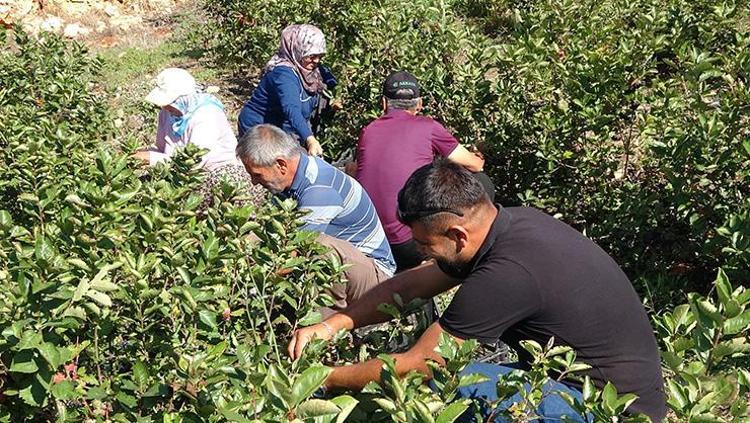 KANSERE VE ŞEKER HASTALIĞINA İYİ GELİYOR