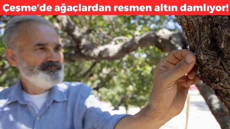 Çeşmede hasadı başladı Ağaçlardan altın damlıyor, kilosu 12 bin tl: Karaciğeri temizliyor, mideyi toksinlerden arındırıyor