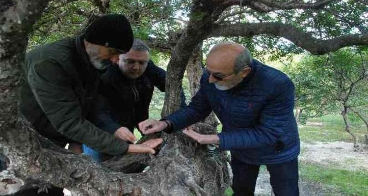 Çeşmede hasadı başladı Ağaçlardan altın damlıyor, kilosu 12 bin tl: Karaciğeri temizliyor, mideyi toksinlerden arındırıyor