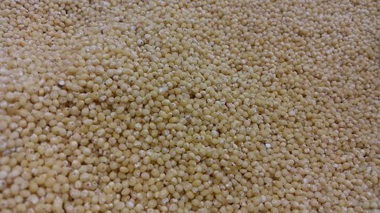 KOLESTEROLÜ DÜŞÜRÜR, BAĞIRSAKLARI TEMİZLER