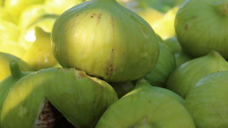 İNCİR KÜRÜNÜN ZAYIFLAMAYA ETKİLERİ