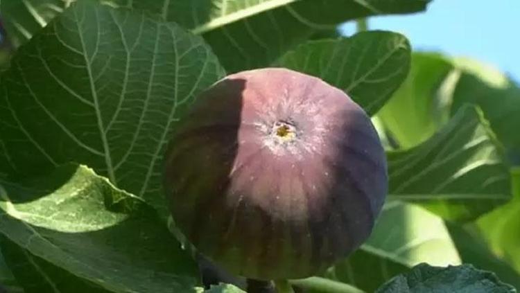 Suda bekletip bardak bardak için Tığ gibi zayıflamak isteyen günlük tüketsin: Bel, basen ve karındaki yağları mıknatıs gibi çekiyor