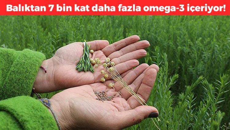 Balıktan 7 bin kat daha fazla omega-3 içeriyor Balığa alerjisi olanlar kaşık kaşık yesin, kolesterol ve damar tıkanıklığına iyi geliyor