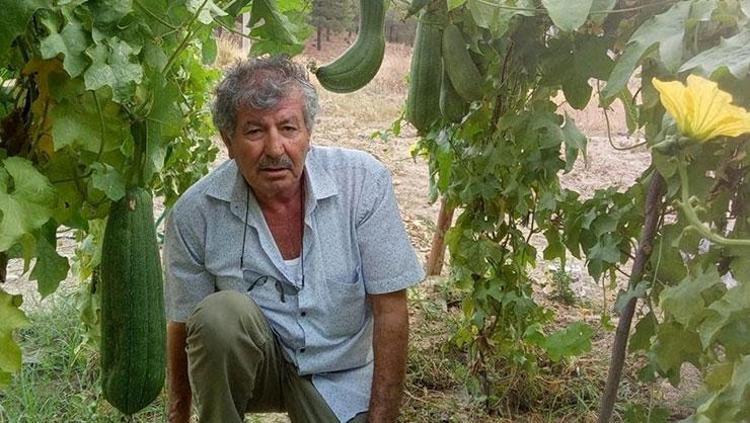 Hasat için sayılı günler kaldı Kan akışını hızlandıran en güçlü besin: Ölü hücreleri cildinizden söküp atıyor, cildi mermer gibi parlatıyor