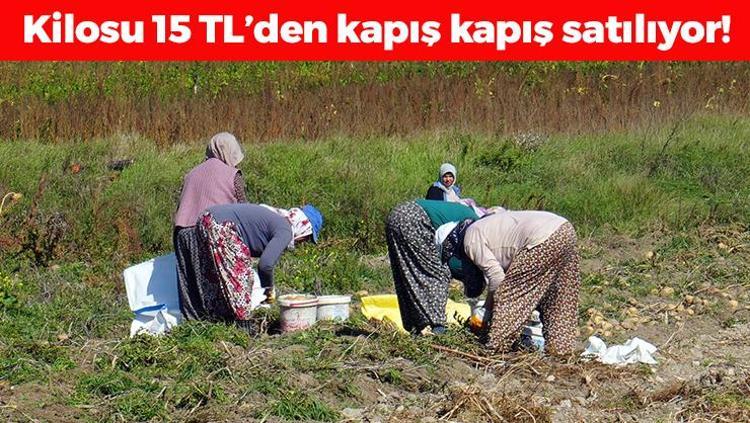 Kastamonuda hasadı devam ediyor Kilosu 15 TL: Bağırsakları motor gibi çalıştırıp basurun kökünü kazıyor, C vitamini deposu
