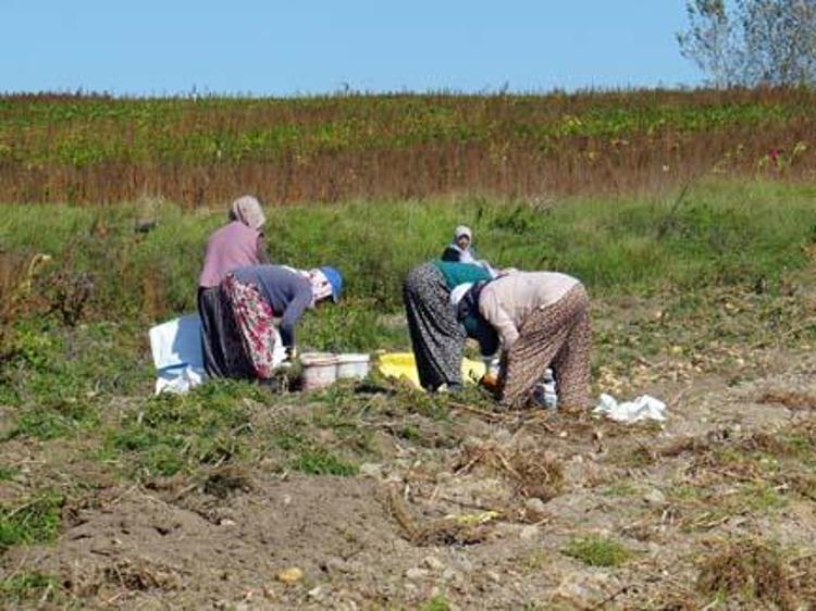 Kastamonuda hasadı devam ediyor Kilosu 15 TL: Bağırsakları motor gibi çalıştırıp basurun kökünü kazıyor, C vitamini deposu
