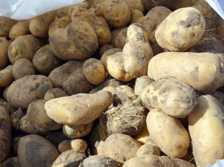 Kastamonuda hasadı devam ediyor Kilosu 15 TL: Bağırsakları motor gibi çalıştırıp basurun kökünü kazıyor, C vitamini deposu
