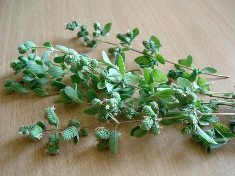 Sarımsak ve soğanı 30a katlayan doğal antibiyotik Öksürük, hırıltı ve balgamı bıçak gibi kesiyor, iltihabın kökünü kurutuyor
