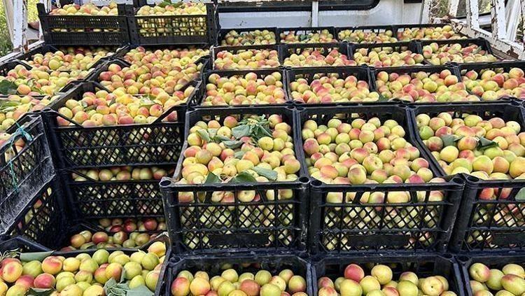 KABIZLIĞI ÖNLER, LİF KAYNAĞI