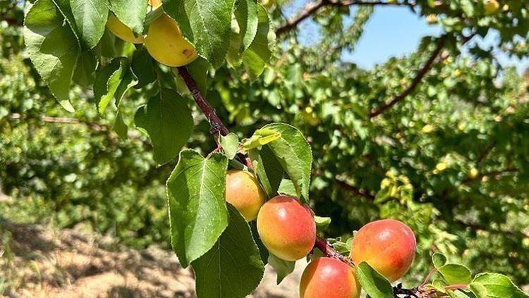 Kilosu 25 TLden satılıyor: Bağırsakları makine gibi çalıştırıp vücudu C vitamini ve demire boğuyor