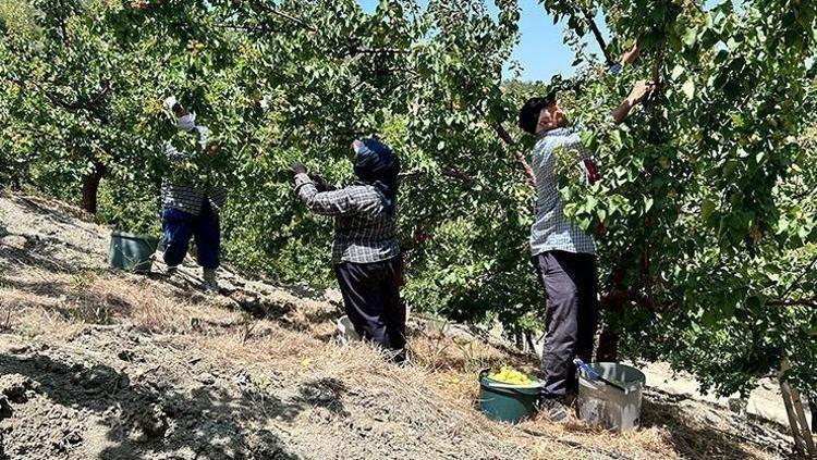 KAYISININ (HOŞAFININ) FAYDALARI NELERDİR