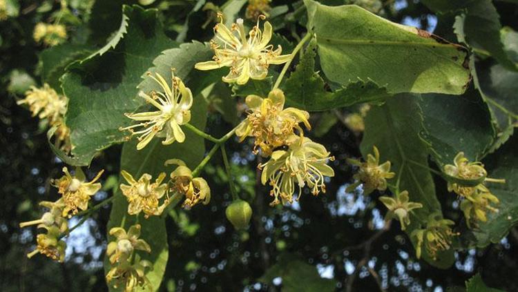 BAL İLE TATLANDIRMAYI UNUTMAYIN