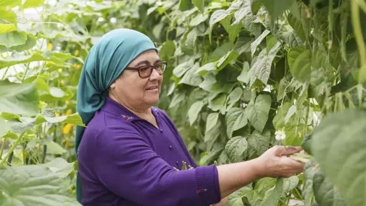 Türkiye’de değeri bilinmeyen mucize bitki Kolesterolü düşürüp damarları açıyor, vücudu resetliyor