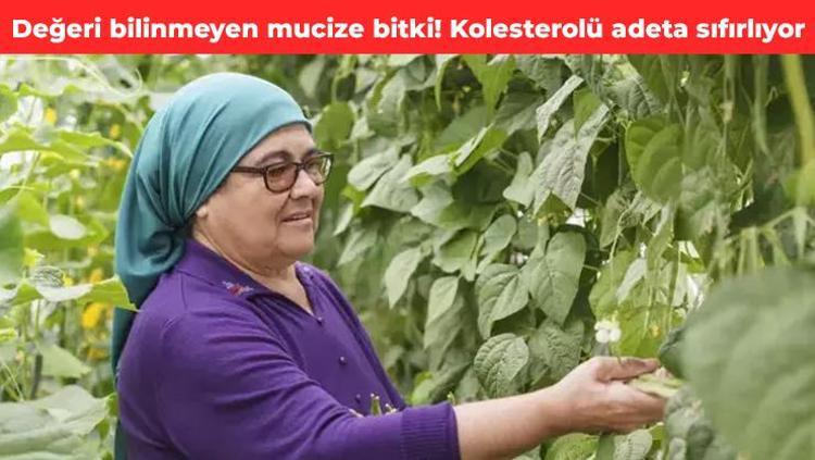 Türkiye’de değeri bilinmeyen mucize bitki Kolesterolü düşürüp damarları açıyor, vücudu resetliyor