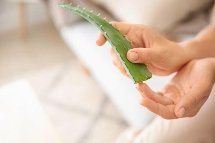 MANTAR VE NASIR TEDAVİSİ İÇİN ALOE VERALI KARIŞIM