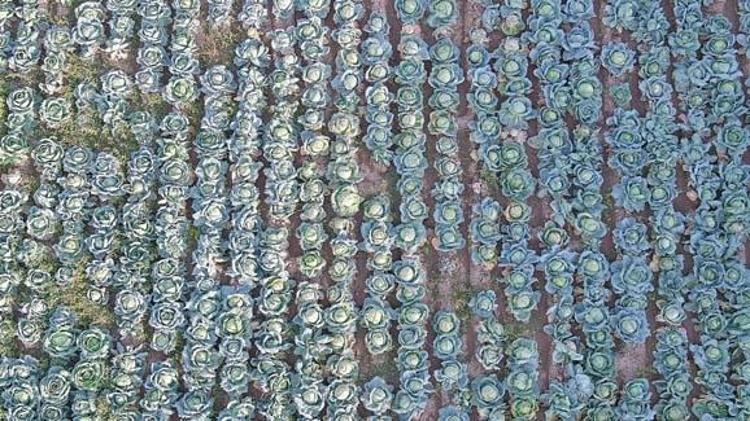 Ercişte hasadı başladı Tanesi 50 TL: Canan Karatay dünyanın en sağlıklı yiyeceği diyor Bağırsakları motor gibi çalıştırıyor, yiyen hastalık ne bilmiyor