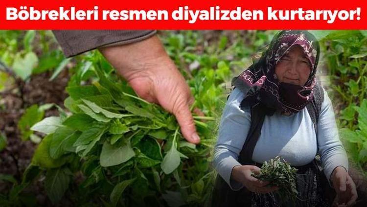 Türkiyede yetişiyor ama değerini bilen yok Böbrekleri tertemiz yapıp iltihabın kökünü kurutuyor, organlara reset atıyor Kabızlığın kökünü kazıyan ölümsüzlük bitkisi