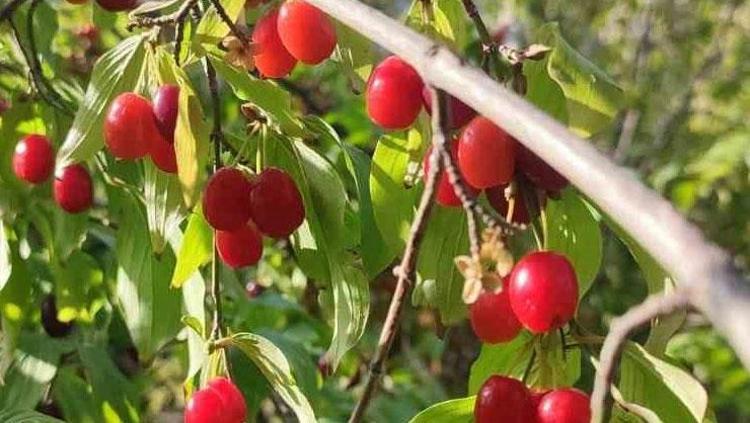 SADECE ENFEKSİYONA FAYDALI DEĞİL
