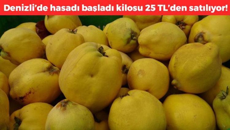Denizlide hasadı başladı Kilosu 25 TLden satılıyor: Doğada kendiliğinden yetişiyor, kalp çarpıntısını gideriyor, kemikleri beton gibi yapıp kabızlığın kökünü kurutuyor