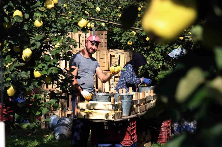 Denizlide hasadı başladı Kilosu 25 TLden satılıyor: Doğada kendiliğinden yetişiyor, kalp çarpıntısını gideriyor, kemikleri beton gibi yapıp kabızlığın kökünü kurutuyor