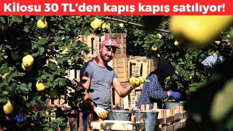 Bilecikte hasadı başladı Kilosu 30 TL: Mide bulantısını bastırıyor, ülserin kökünü kurutuyor, C vitamini kralı