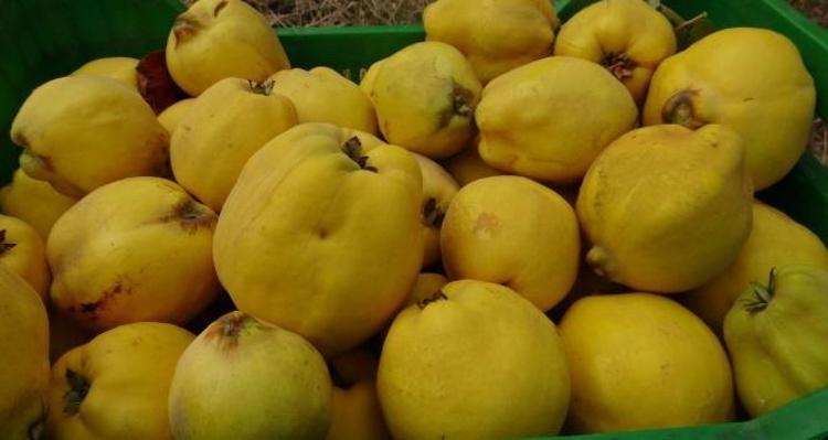 Bilecikte hasadı başladı Kilosu 30 TL: Mide bulantısını bastırıyor, ülserin kökünü kurutuyor, C vitamini kralı