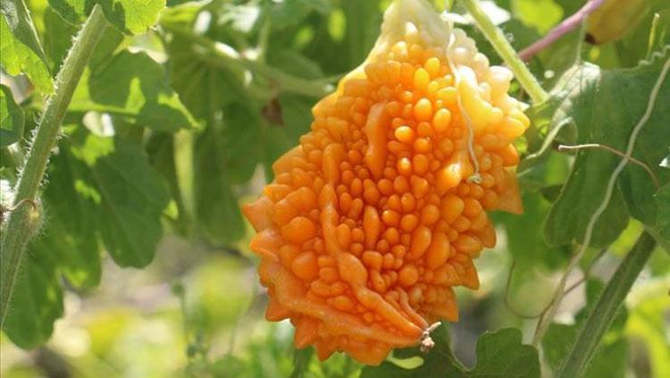 Doğal şeker ilacı Bedeni demir gibi güçlendiriyor: A, C ve E vitamini deposu