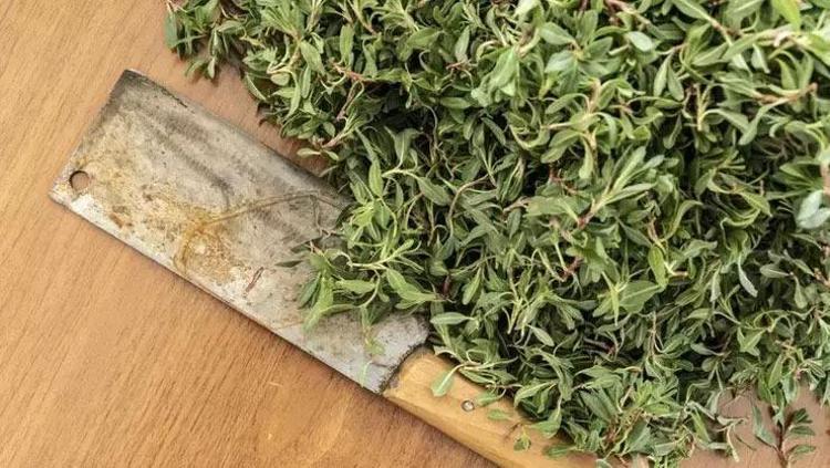 Sivaslıların kalp ilacı Damarlardaki kolesterole yağ çözücü etkisi yaratıyor: Yazın tazesini kışın kurusunu tüketiyorlar...