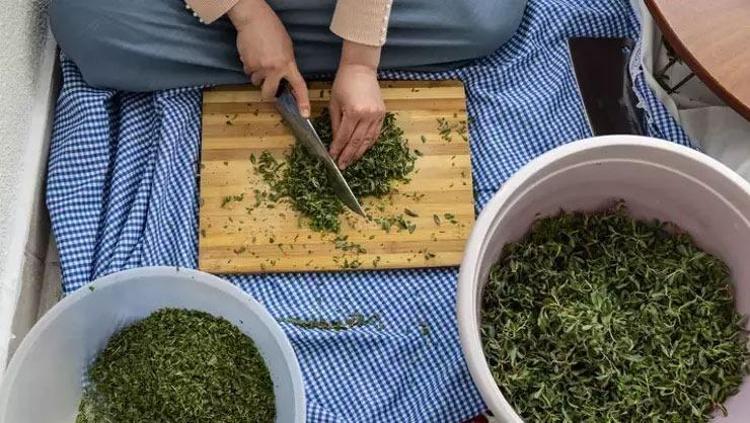Sivaslıların kalp ilacı Damarlardaki kolesterole yağ çözücü etkisi yaratıyor: Yazın tazesini kışın kurusunu tüketiyorlar...